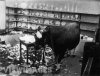 bull in a china shop.jpg