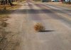 Tumbleweed.jpg