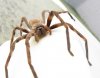 Sparassidae_Palystes_castaneus_mature_female_9923s.jpg