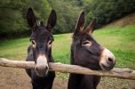 two-donkeys-spanish-pose-camera-45142704.jpg