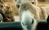 smh-cute-donkey.gif