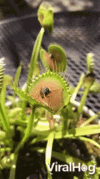 Wasp Venus Flytrap GIF16252080.gif