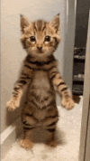 cat-dance.gif