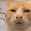 annoyed-cat.gif