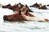 swimming-horse-1.jpg