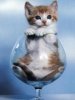 Cat-in-glass.jpg