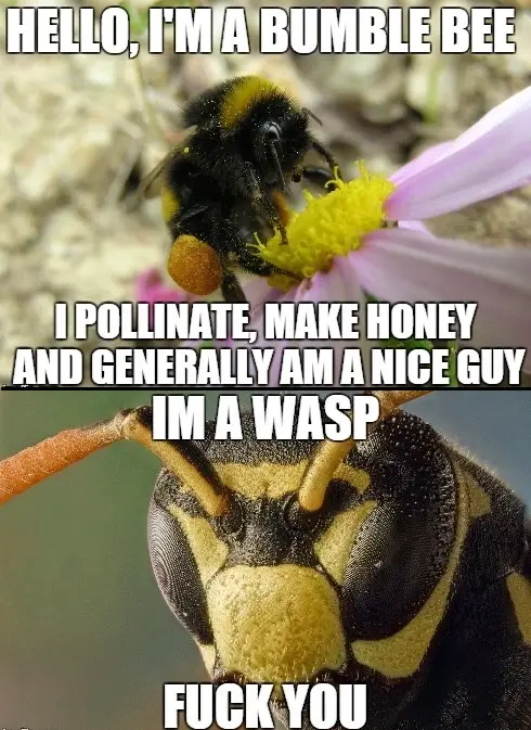 wasps-are-total-dicks-154255.jpg