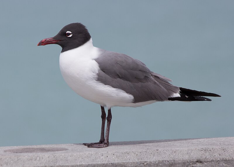 800px-Laughing-gull.jpg