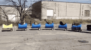 train GIF train GIF