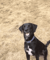 Youtube Dog GIF Youtube Dog GIF