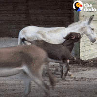 Farm Animals GIF by The Dodo Farm Animals GIF by The Dodo